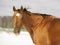 Golden chestnut horse