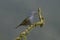 Golden-chevroned tanager, Thraupis ornata,