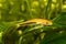 Golden Chinese algae eater Aquarium Fish catfish Gyrinocheilus aymonieri