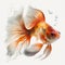 Golden Chinese Painted Goldfish Swimming in White Space for Invitations and Posters.