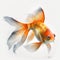Golden Chinese Painted Goldfish Swimming in White Space for Invitations and Posters.