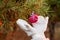 Golden Christmas ball in hands. The hands of a young girl in gloves hang a Christmas toy on a live pine. Christmas concept