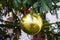 Golden Christmas globe as tree decoration