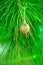 Golden Christmas Tree Ball Hanging on Green Natural Silver Fir Tree Branch. New Year Greeting Card Poster.