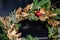 Golden Christmas wreath made of green conifer tree branches and gold painted oak leaves and Physalis boxes