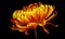 Golden chrysanthemum flower