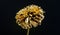 Golden chrysanthemum flower. luxury and success. metallized antique decoration. wealth and richness. floristics business