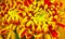 Golden chrysanthemum flowers