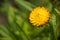 Golden chrysanthemum, Helichrysum bracteatum