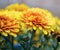 Golden Chrysanthemums with a touch of orange