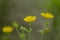 Golden cinquefoil Potentilla aurea is a species of flowering plant in the Rosaceae family that grows in the highlands of the Car