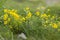 Golden cinquefoil Potentilla aurea is a species of flowering plant in the Rosaceae family that grows in the highlands of the Car