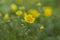 Golden cinquefoil Potentilla aurea is a species of flowering plant in the Rosaceae family that grows in the highlands of the Car