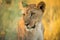 A golden close up portrait of a female lioness was photographed at sunrise