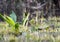 Golden Club Neverwet plant with flowers in the swamp