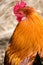 Golden Cockerel Chicken Rooster Head Profile Portrait Verti