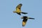 Golden-collared macaws flying in Pantanal, Brazil