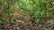 Golden Collared Manakin dancing in courtship display