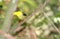 Golden-collared Manakin Manacus vitellinus