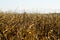 Golden color cornfield