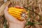 Golden color of cut corn in hand over field. Ukrainian agricultural landscape