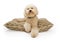 Golden Color Labradoodle Dog with Clipping Path