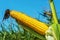 Golden color maize on stem