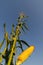 Golden color maize on stem in sunset