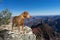 Golden color pointer dog standing on the edge of Grand Canyon No