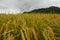 Golden color ripe and mature paddy at the countryside in Japan