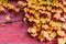 Golden Colored Leaves and Vines on a Brick Wall during Autumn