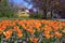 Golden colored tulips