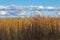 Golden Colored Winter Corn Crop Against Blue Cloudy Sky