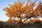 Golden Colorful Populus trees in autumn by River Tarim