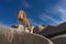 Golden colour vizsla dog on a cliff looking down