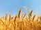 Golden colour wheat crops in a field