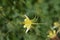 Golden columbine