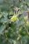 Golden columbine close up