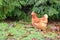 Golden Comet Hybrid Chicken or Hen
