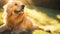 Golden Comfort: Serene Golden Retriever Lounging in a Patch of Sunlight