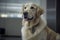 Golden Companion: A Patient and Loyal Retriever Waiting for Veterinary Care, ai generative