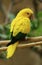 Golden Conure or Golden Parakeet or Queen of Bavaria`s Conure, guaruba guarouba, Adulte standing on Branch