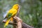 Golden conure parrot (Guaruba guarouba) at the Parque das Aves