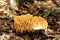 Golden Coral Fungi in Autumn Leaves
