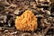 Golden Coral Fungi in Autumn Leaves Close-up