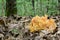 Golden coral fungus in oak forest