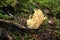 Golden coral mushroom