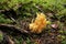 Golden coral mushroom