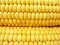 Golden corn cobs