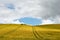 Golden corn field